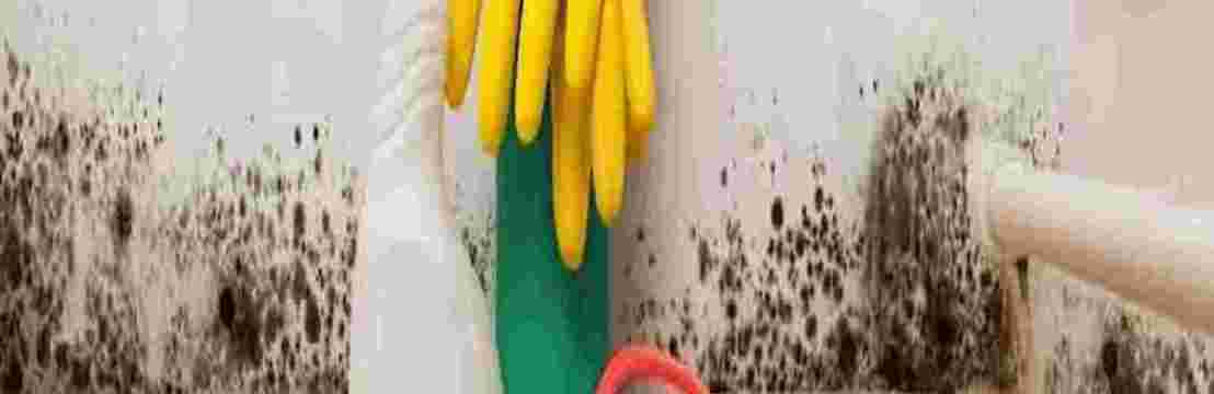 Charm City Mold  Inspections