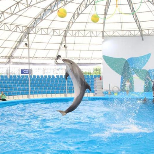 Dolphin Show Pattaya