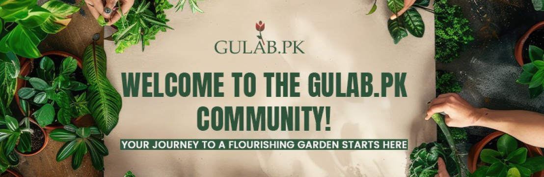 Gulab Pakistan